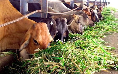 乌克兰冲突引发饲料短缺 南欧国家担心牲畜被宰杀